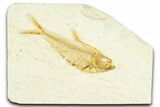 Detailed Fossil Fish (Diplomystus) - Wyoming #367571-1